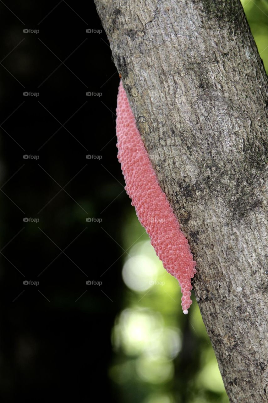 Snail Eggs on the Hillsborough River