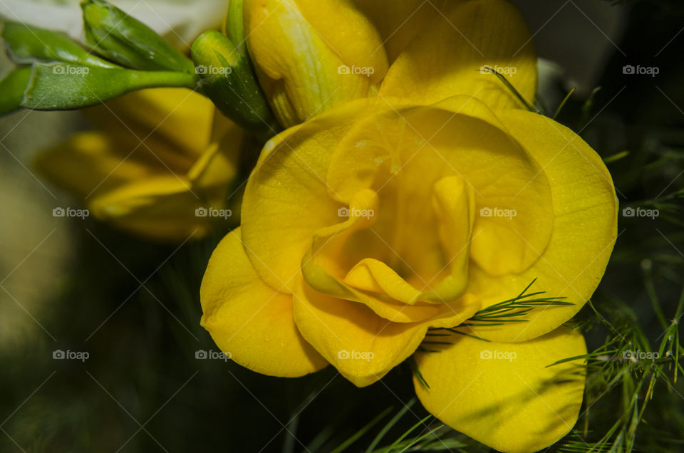 yellow freesia