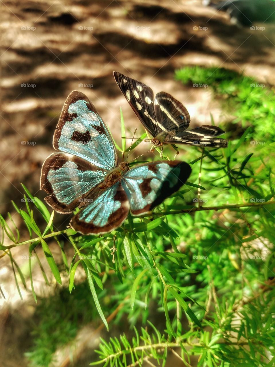 Butterfly couple