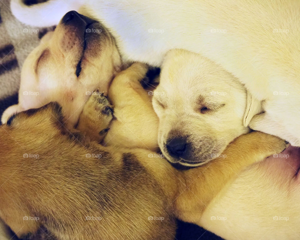 Three week old puppies sleeping