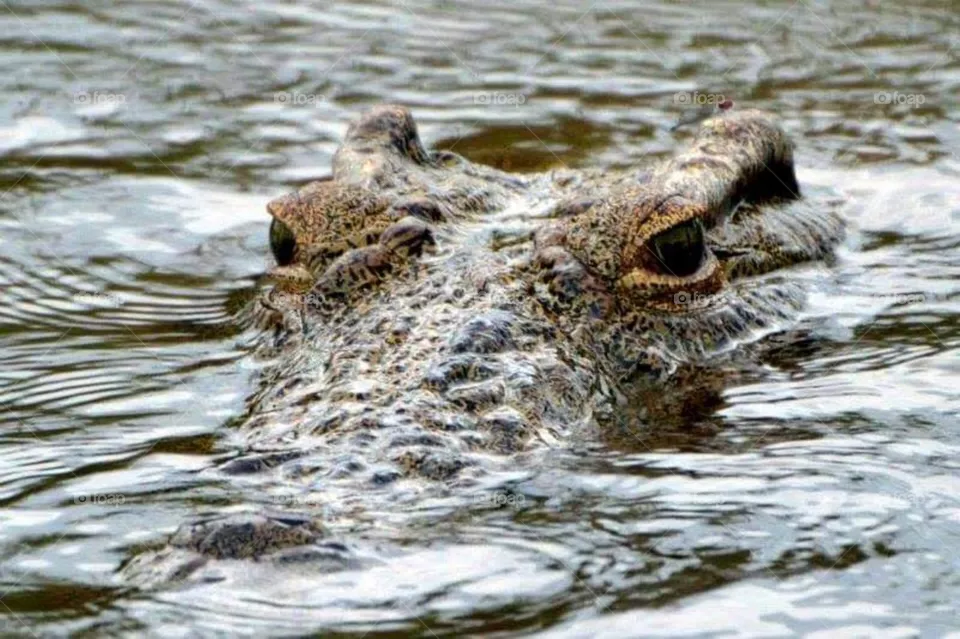 Crocodile