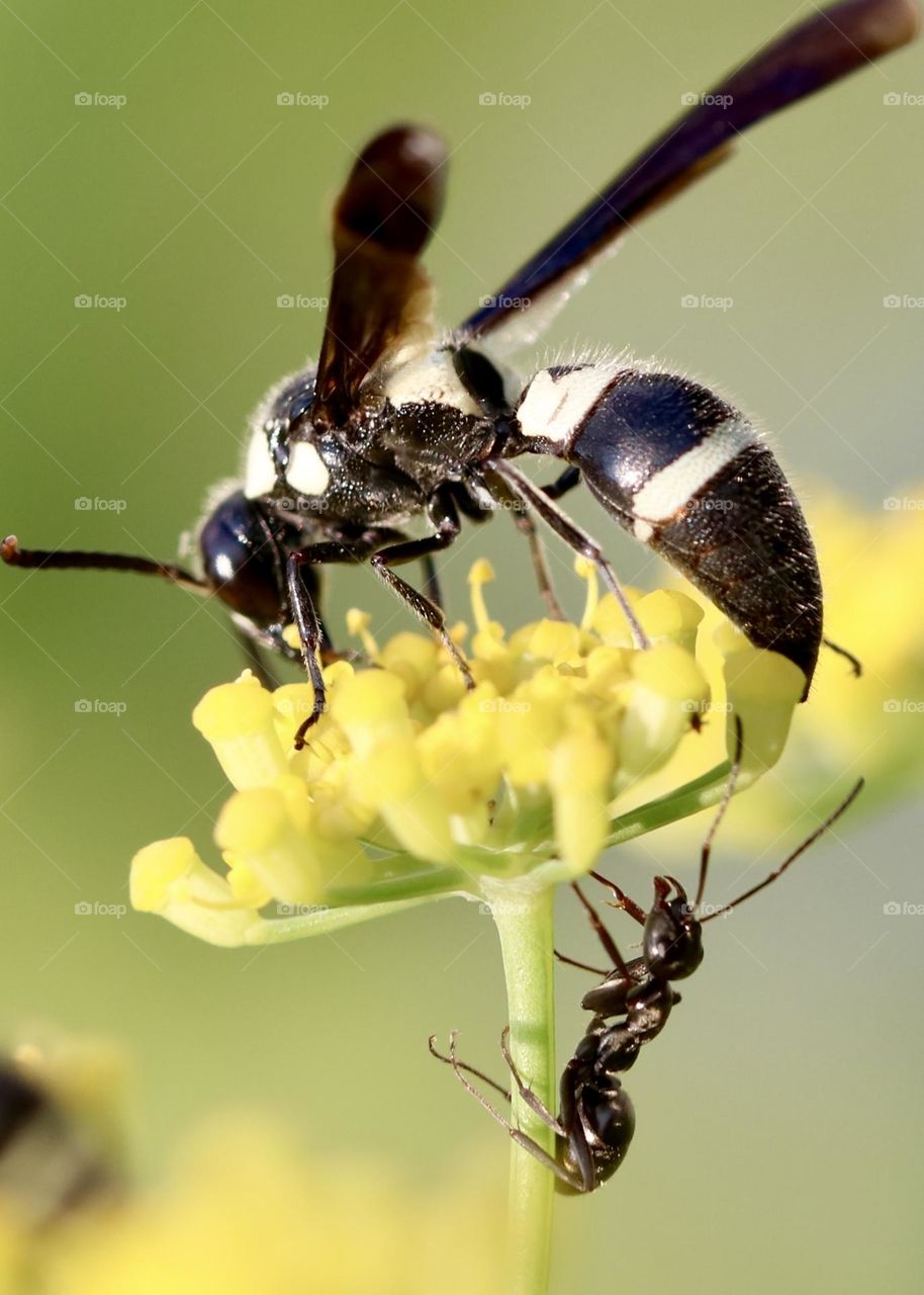 Hornet and and on a fennel plant flower