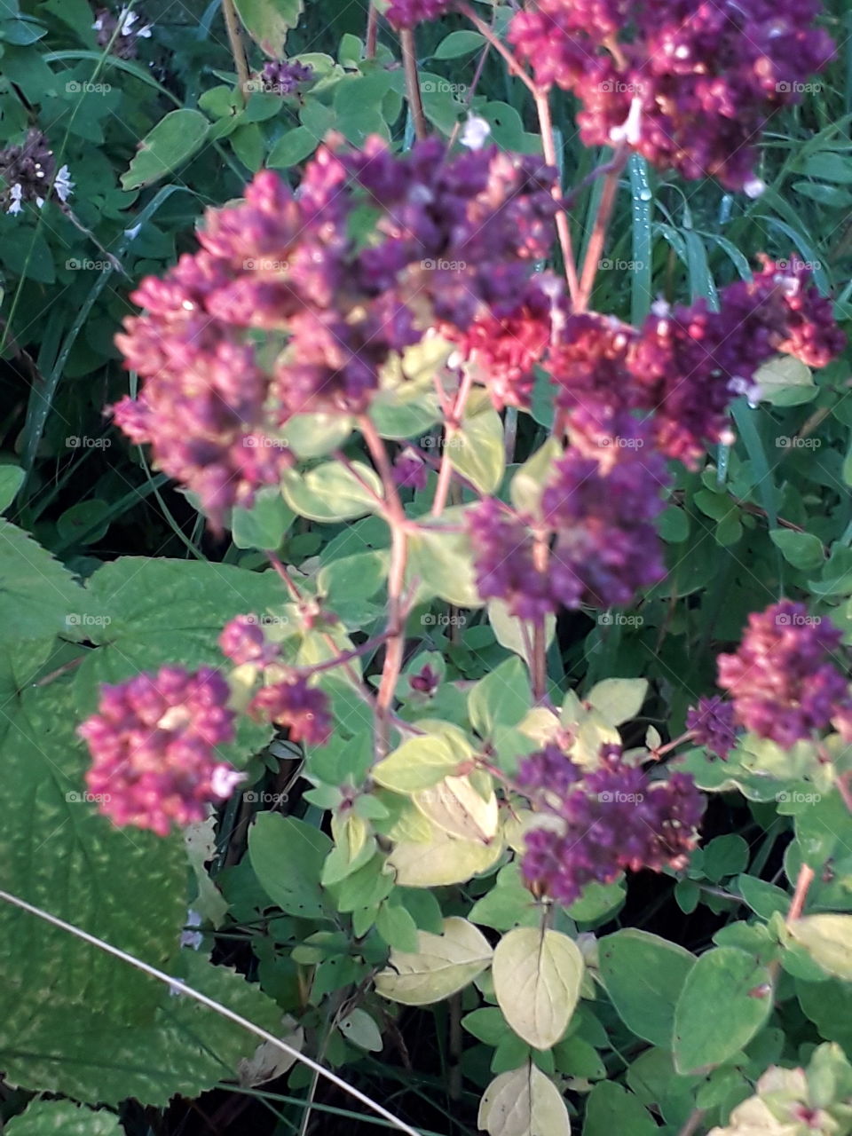 blooming oregano at sunrise