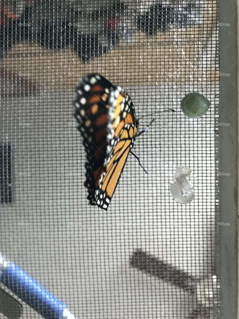 Delicate Monarch 