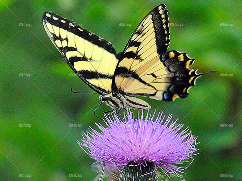 Yellow Tiger Butterfly