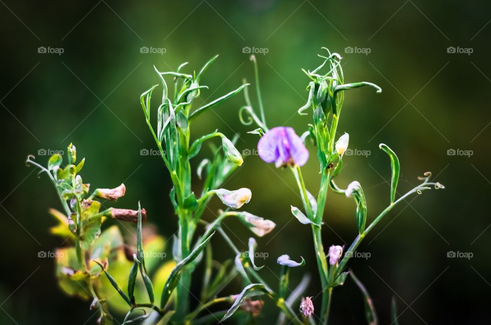 Beautiful Green Planet focus Photo