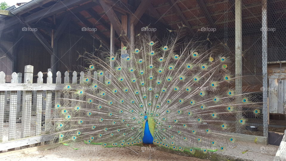 majestic peacock