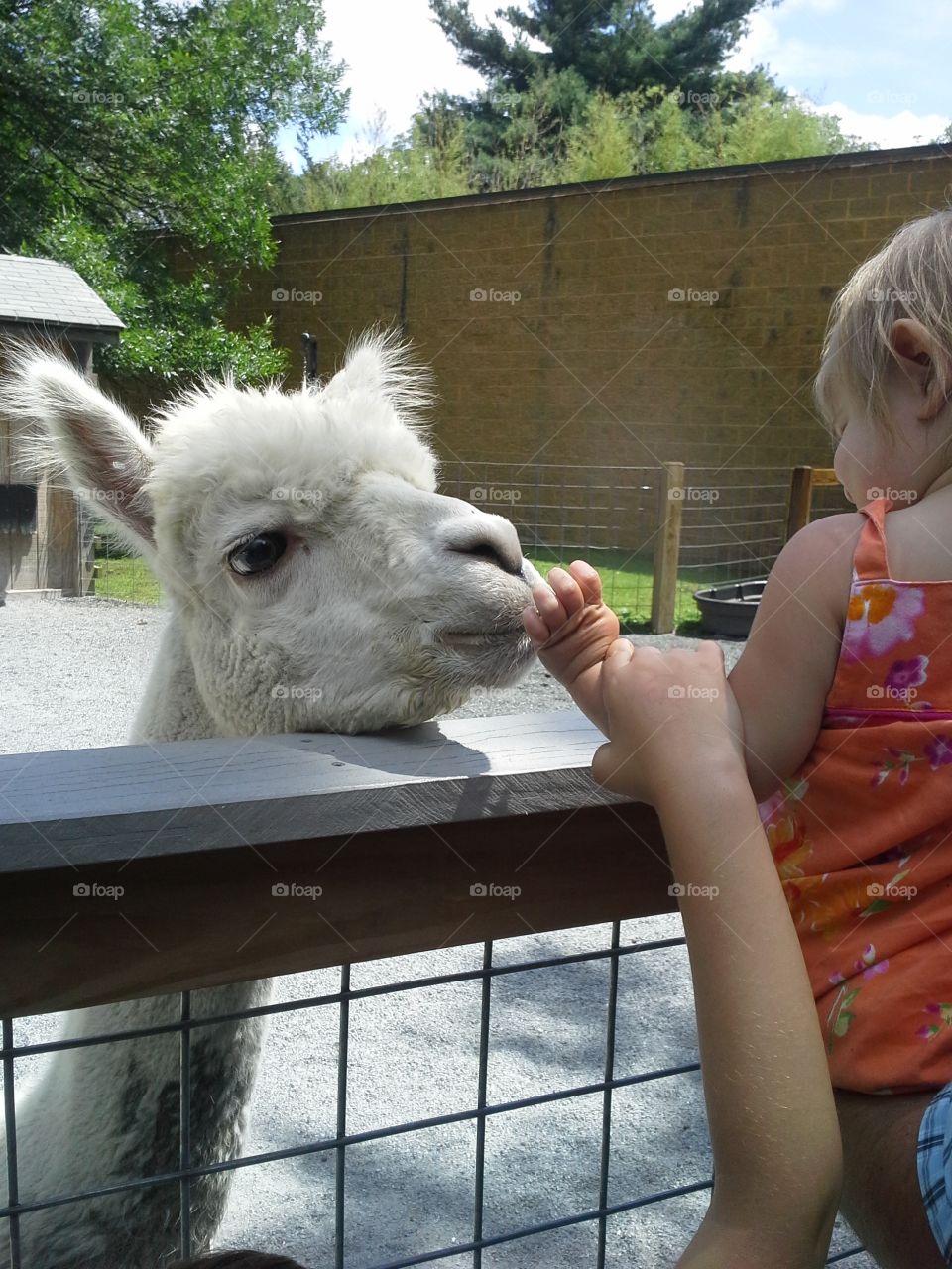 Gabby and alpaca