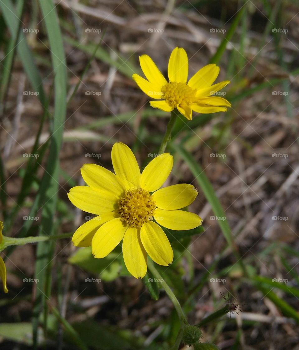Yellow flower.
Little yellow flower found at the top of mountain. Plant is small in size three to five centimetres in hight. Having three to five leaf and only one little flower. Flower have ten petals yellow in colour.