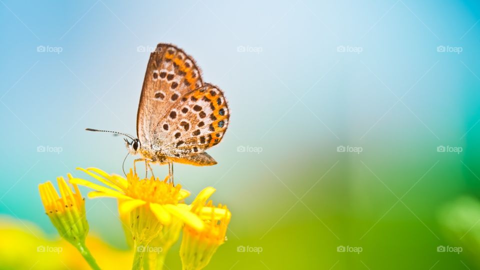 Butterfly and yellow flowers
