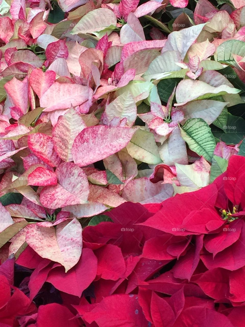 Poinsettia Flowers 