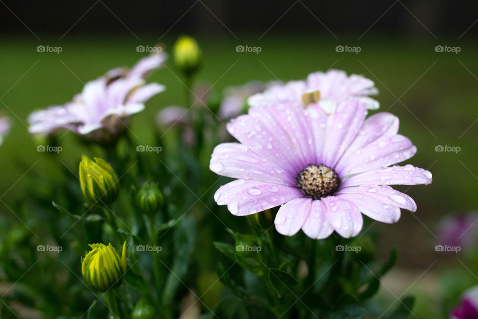 Lavender flower with water droplets 