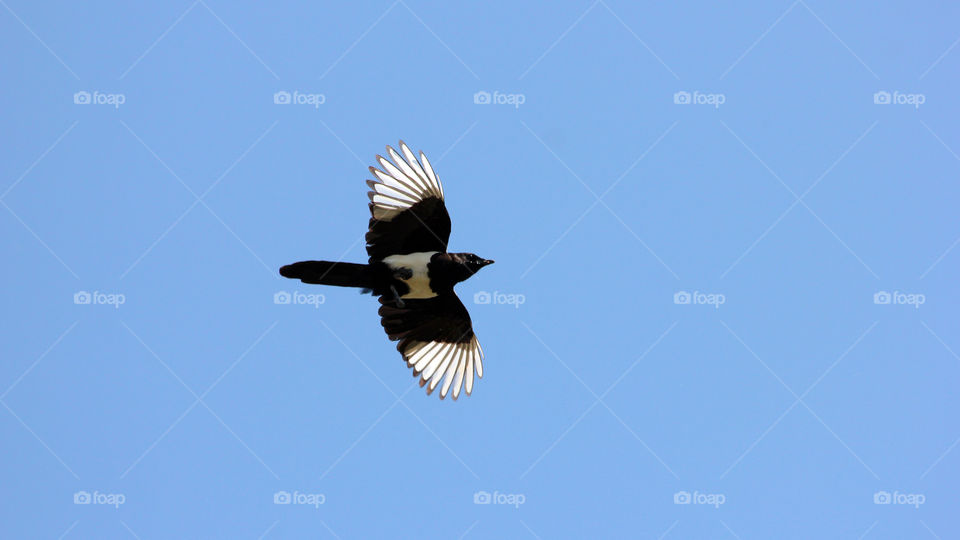 Flying magpie