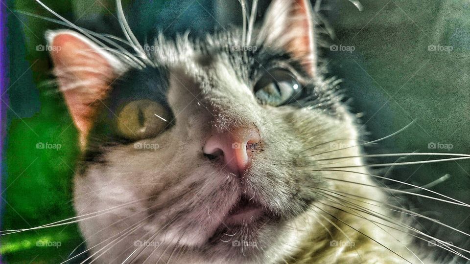 bright eyes . sitting in the sun 