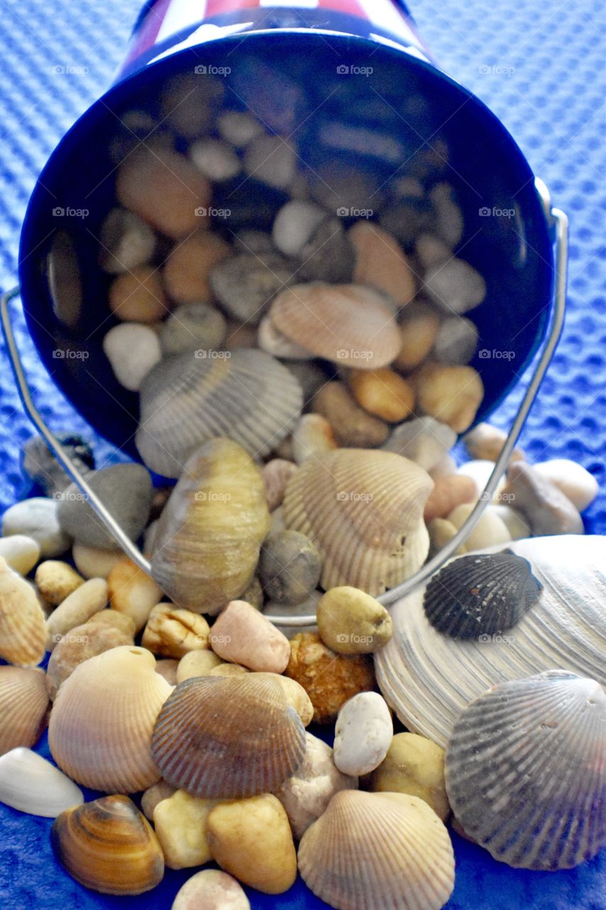 Sea Shells
