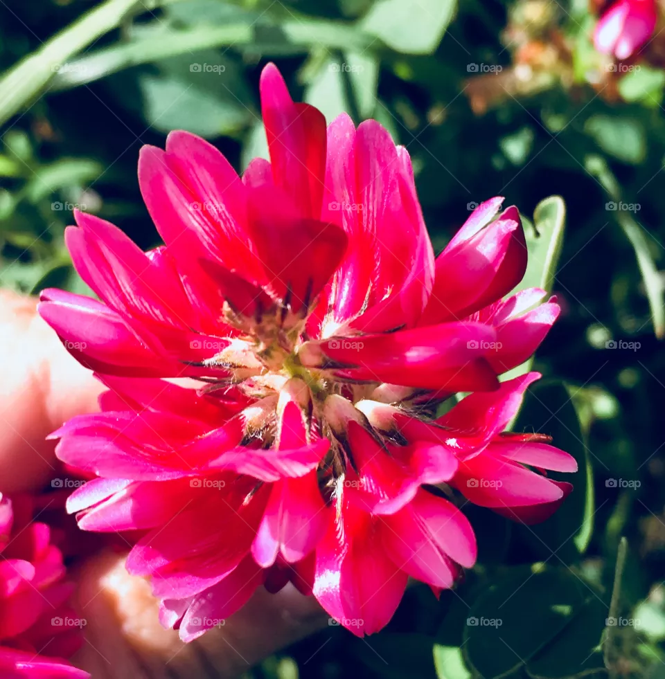 Fuxia
