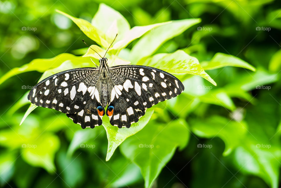 black butter