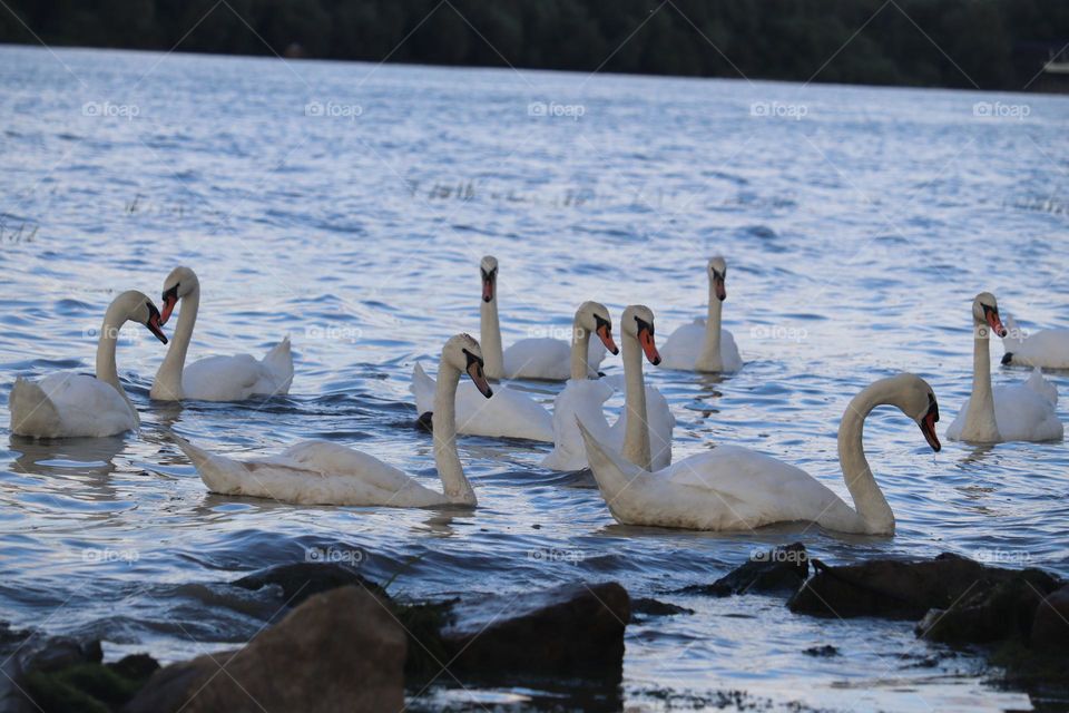 Flock of swans