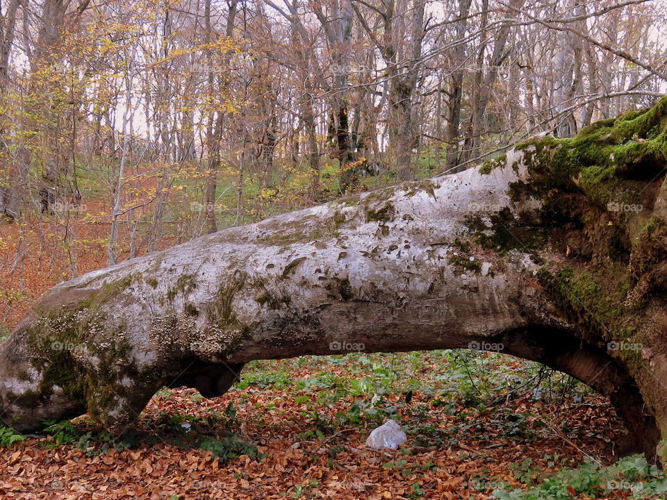 trunk in the beechwood in the autumn season