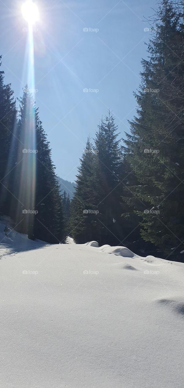 Peaceful and snow in the forest from Carpathian mountains