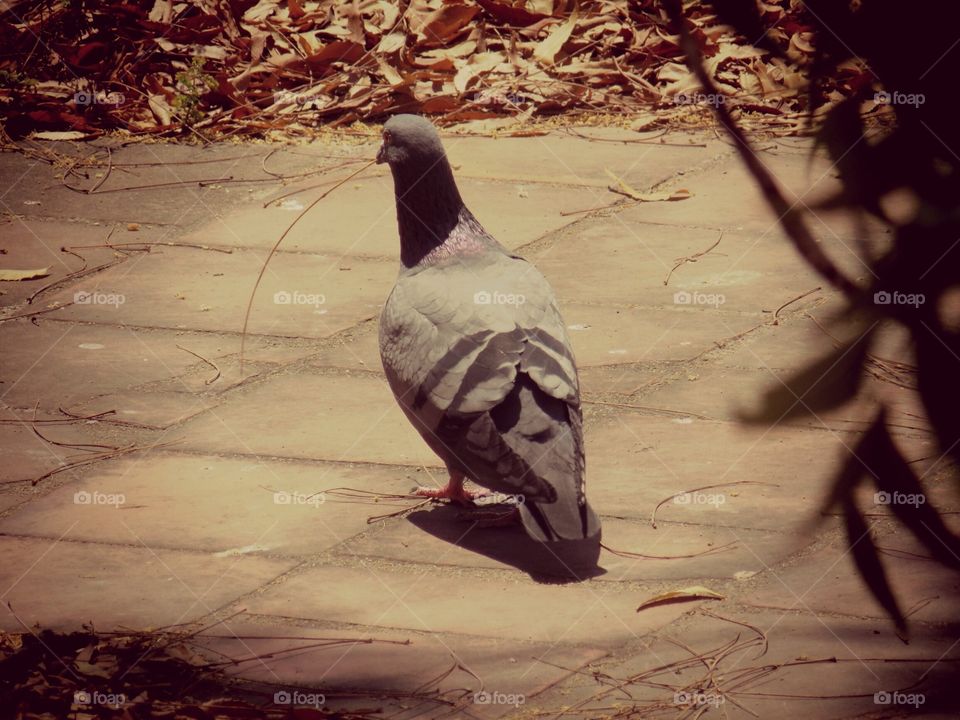 Time to build a home. A pegion trying to build a nest, near my office. Camera- Nikon coolpix l330