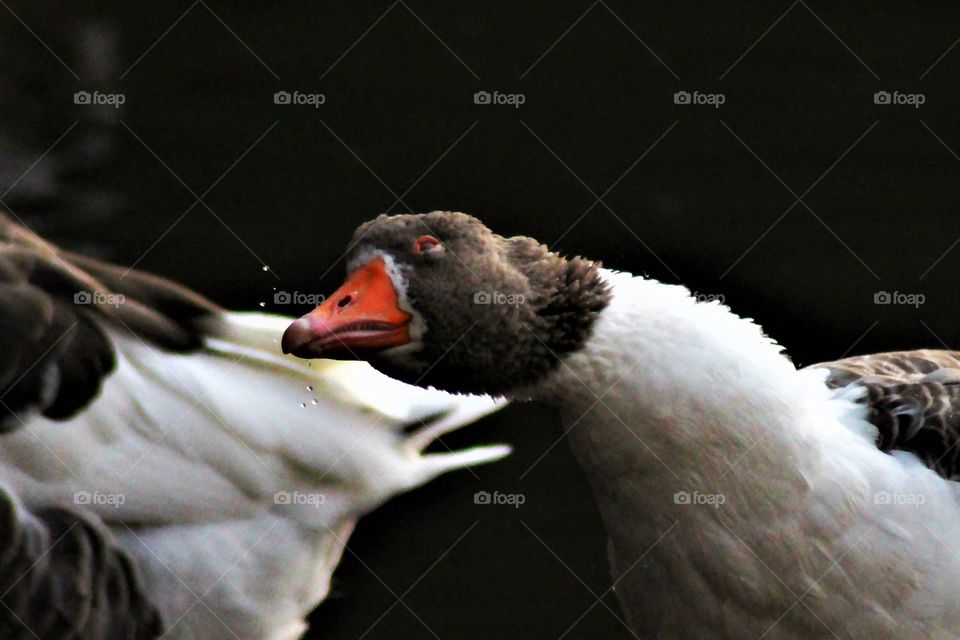 The Wet Goose Shake