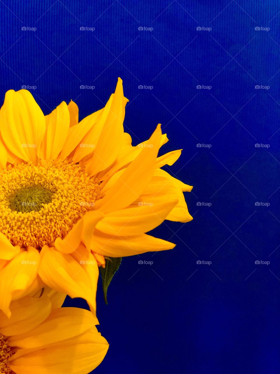 Beautiful sunflower against a blue background. 