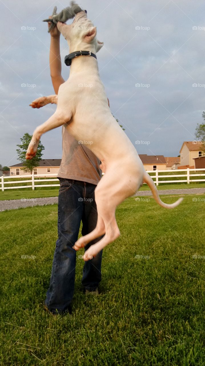 Dogo pup jumping