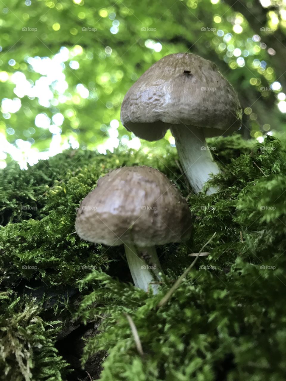 Mushroom Mumenthalerweiher 