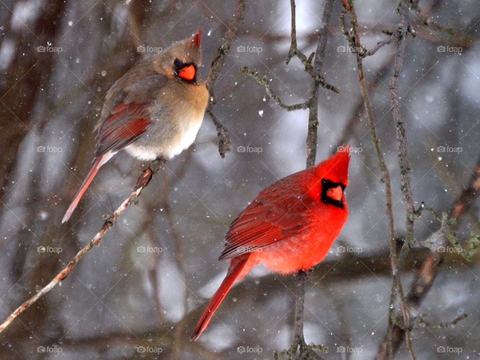 Male and female cardinal sitting on branches near each other