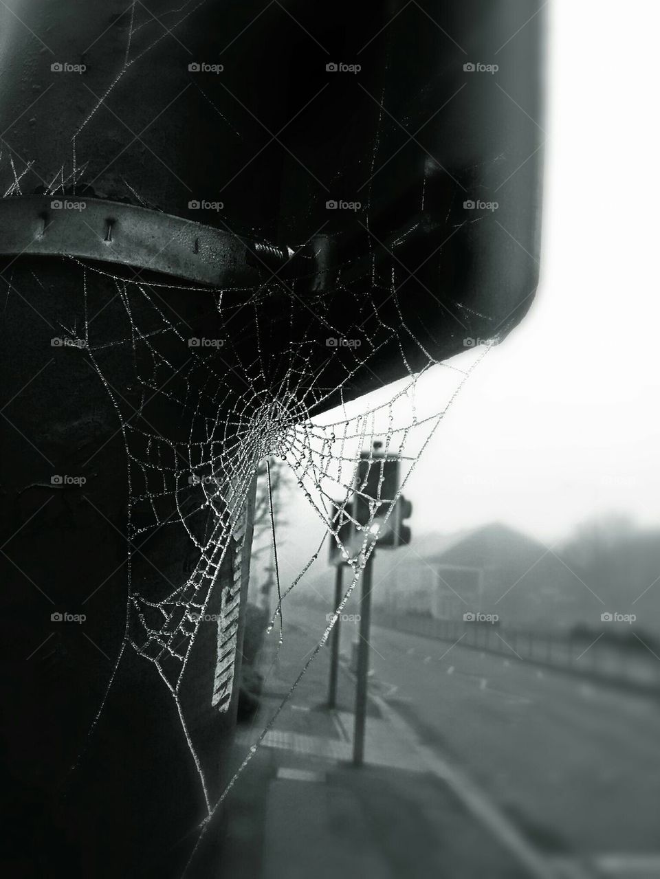 frozen web