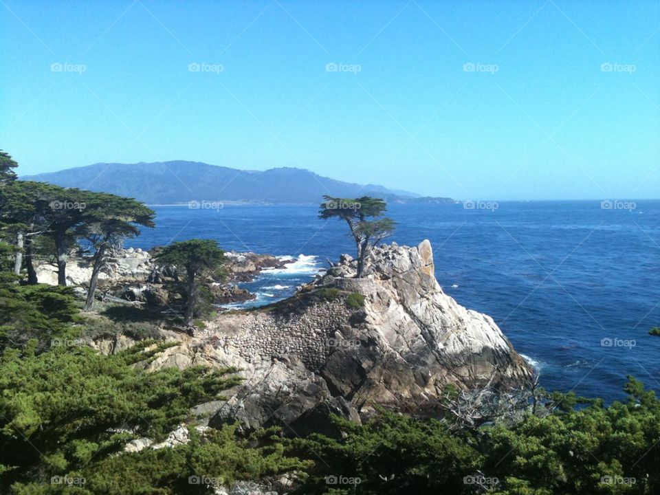 The Lone Cypress