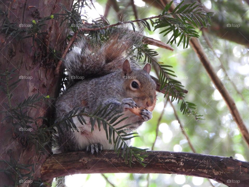 A squirrel in a tree