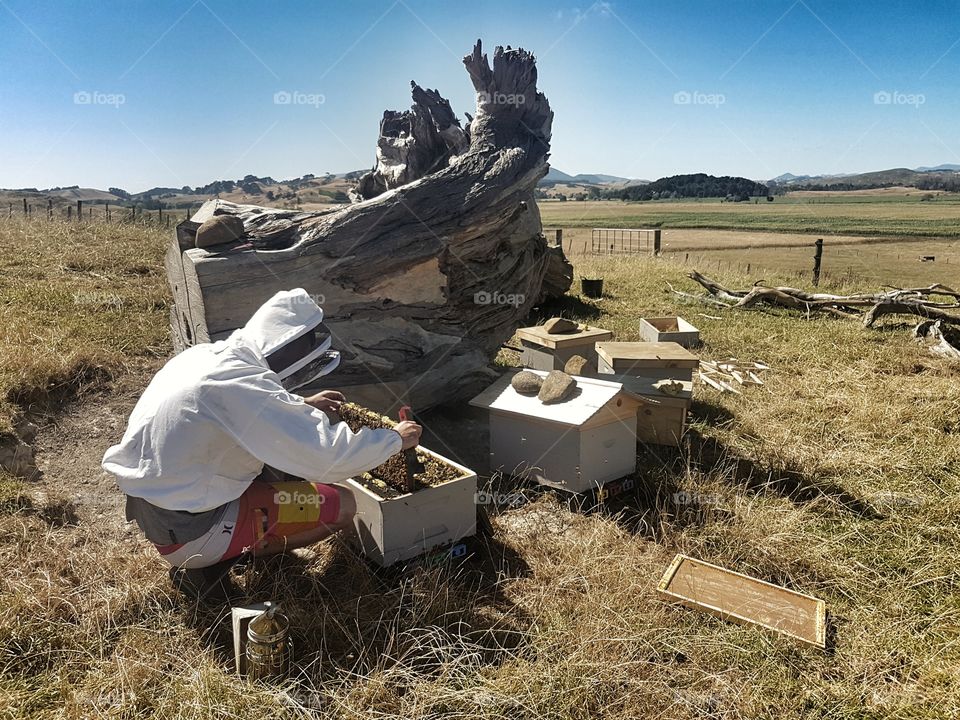 Beekeeper checking hives