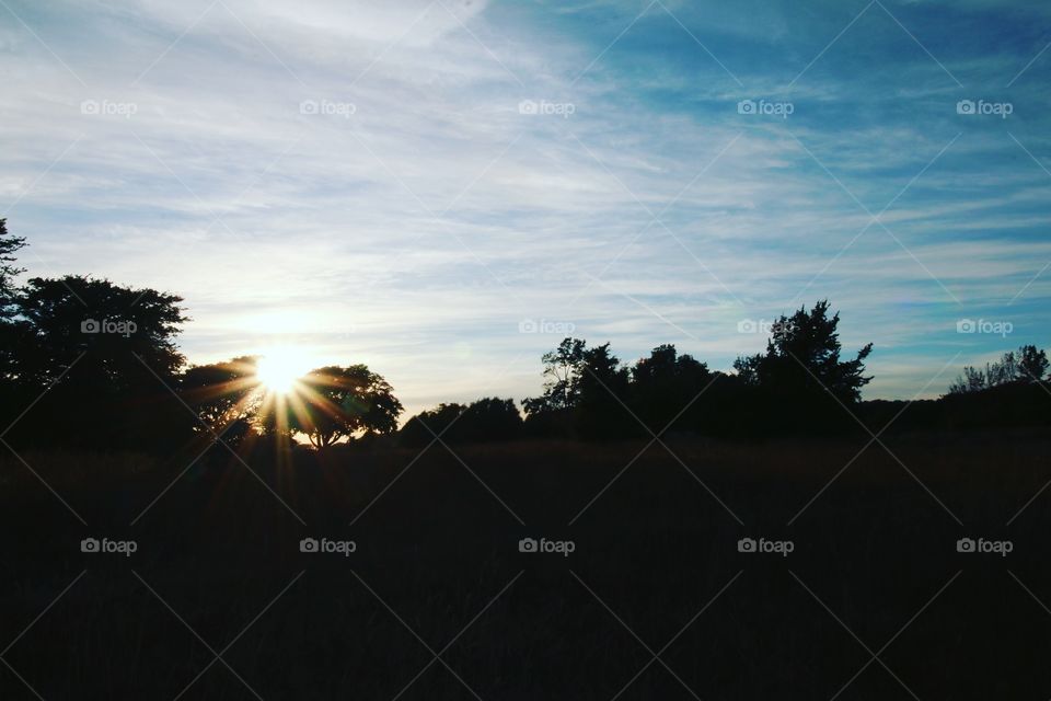 setting sun over trees