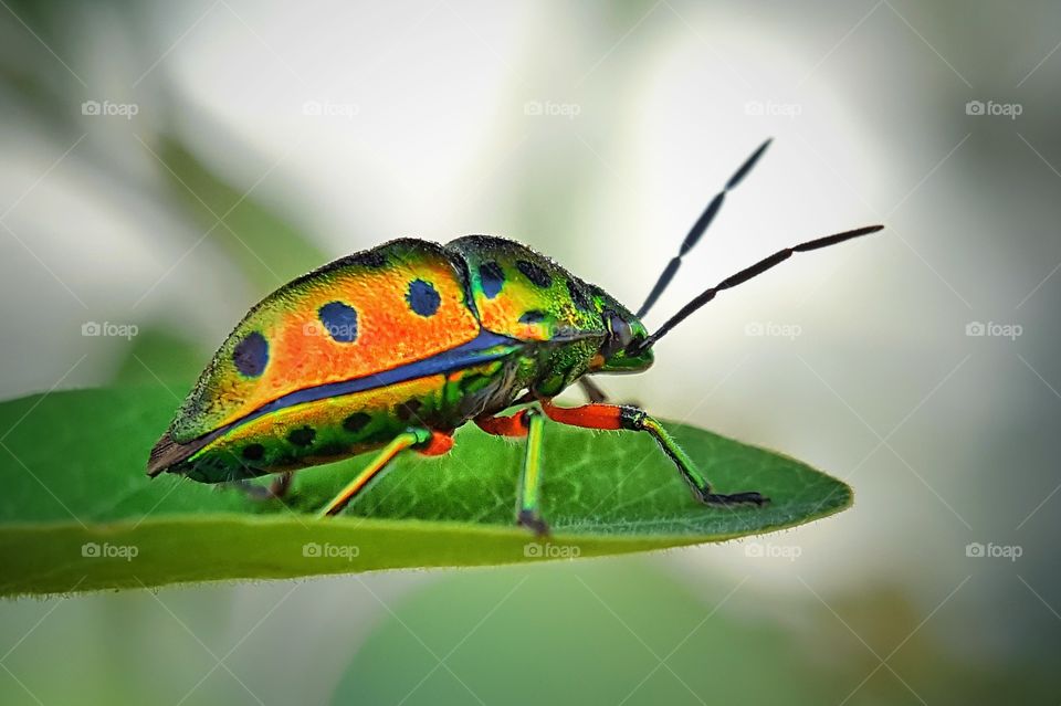 beautiful rainbow beetle