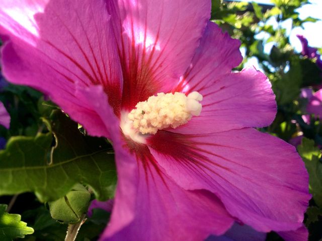 Purple flower