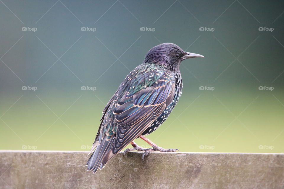 Starling