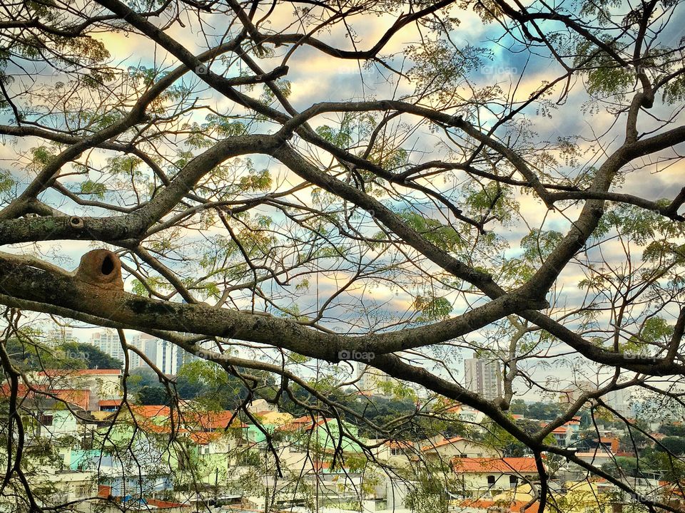 For our enjoyment at home, from our window we are photographing scenes of the neighborhood: see this house of “Red Ovenbird”, on the left.

Em casa, da nossa janela estamos fotografando cenas da vizinhança: vejam essa casa do João-de-Barro!