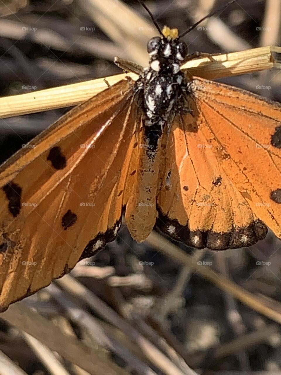 Urban nature : Wildlife.