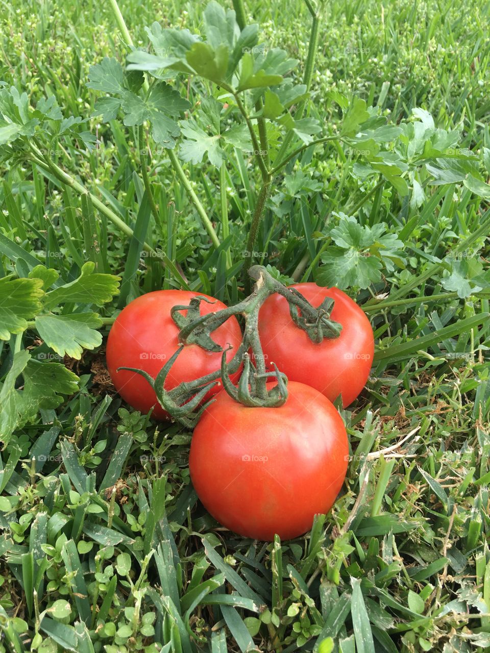 Pretty Tomatoes in the vine 