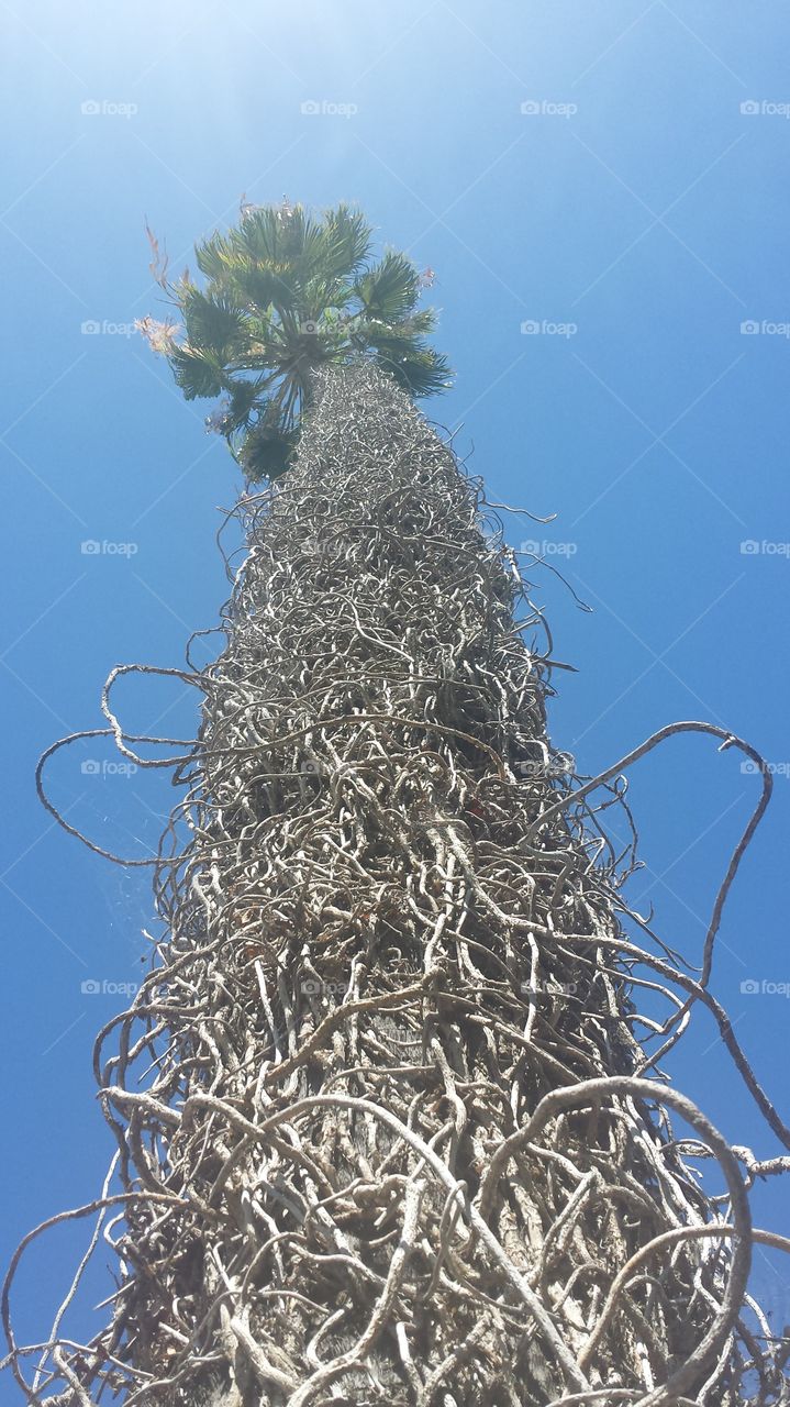 Interesting Palm Tree with Vines