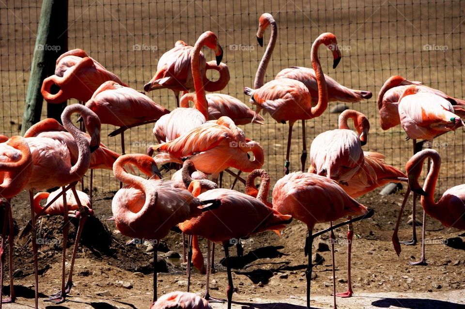 Flamingos at Safari West