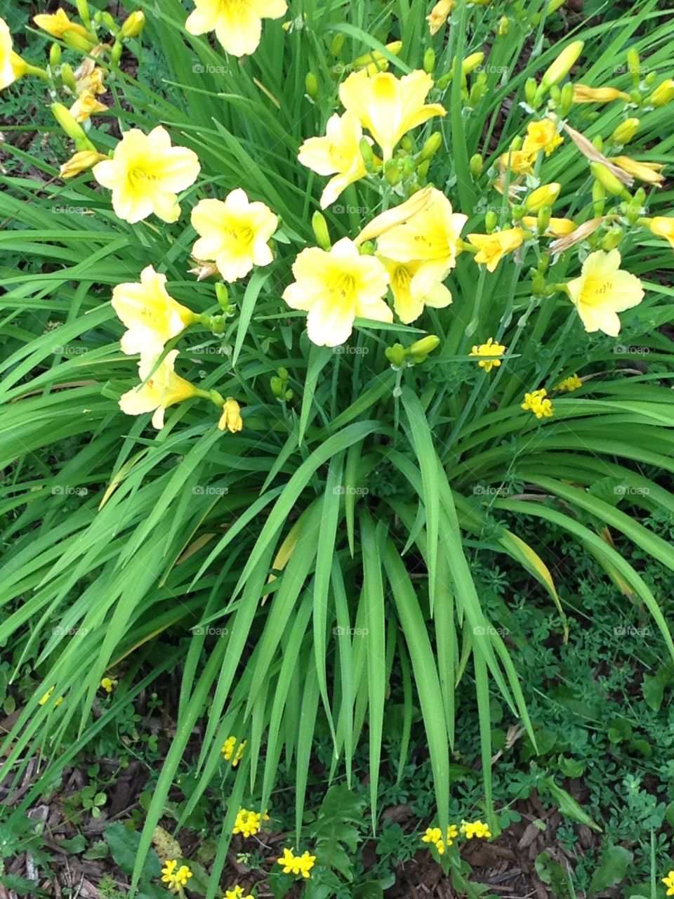 Flowers