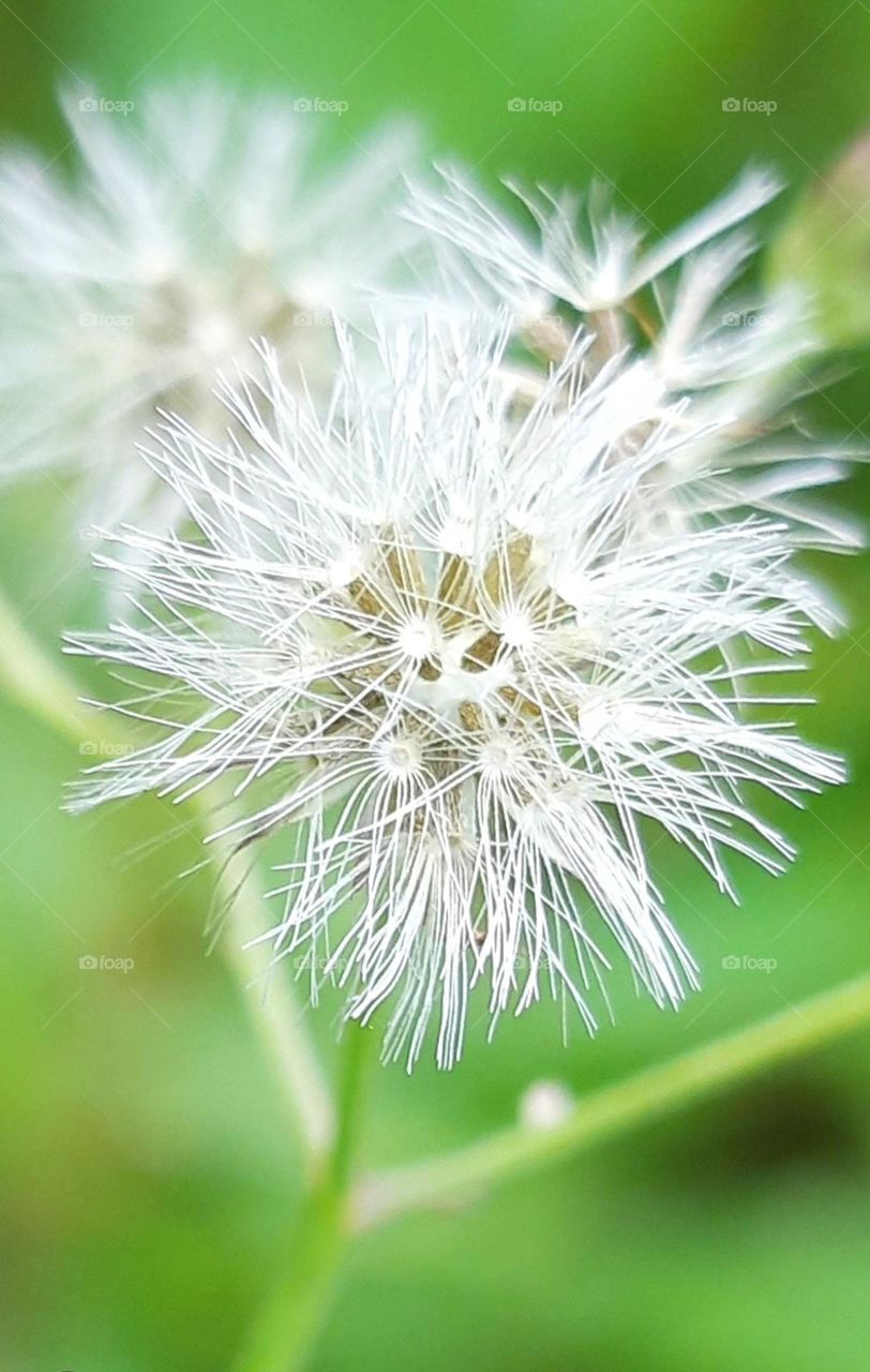 flowers of weeds