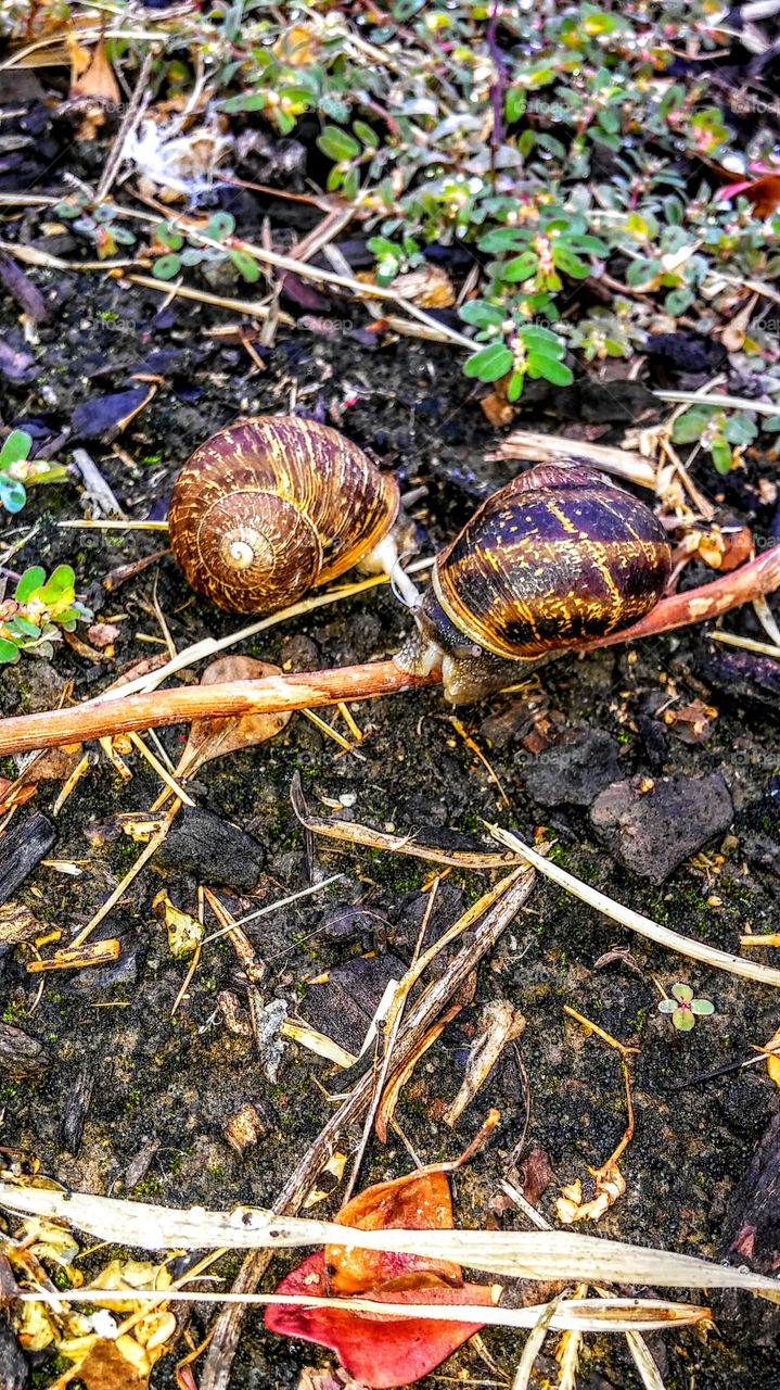 snails tie together climbing a tree branch