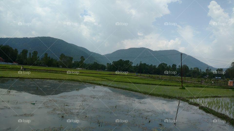 paddy field