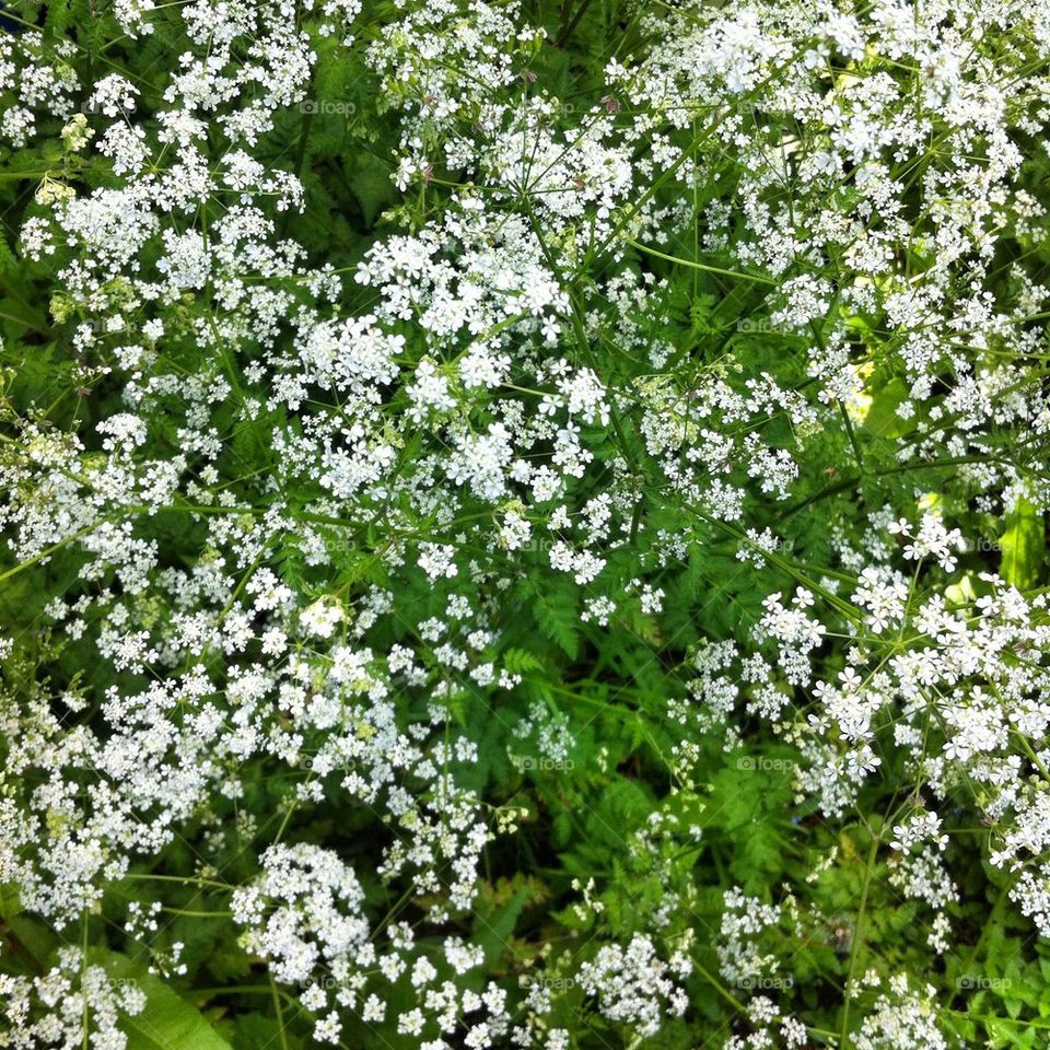 Cow parsley flowers ( Anthriscus sylvestris) 