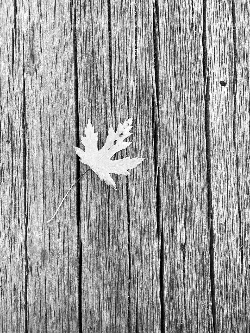 Small leaf on the wooden background 