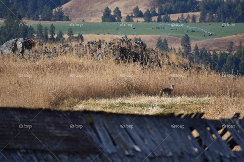 Wile E. Coyote caught lurking around the rustic barn in some tall, dried out grass. 